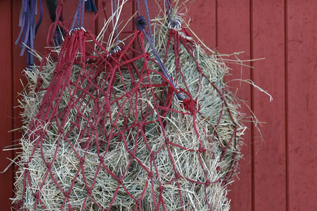 Hay hanging in a net from the stable door.